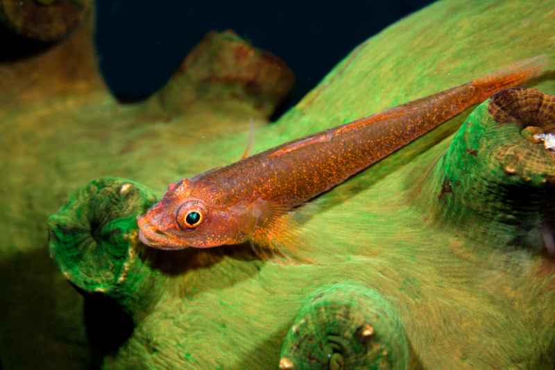 fisch 02