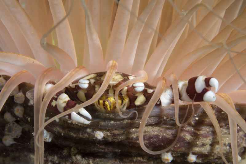 harlequin swimming crab lissocarcinus laevis 4