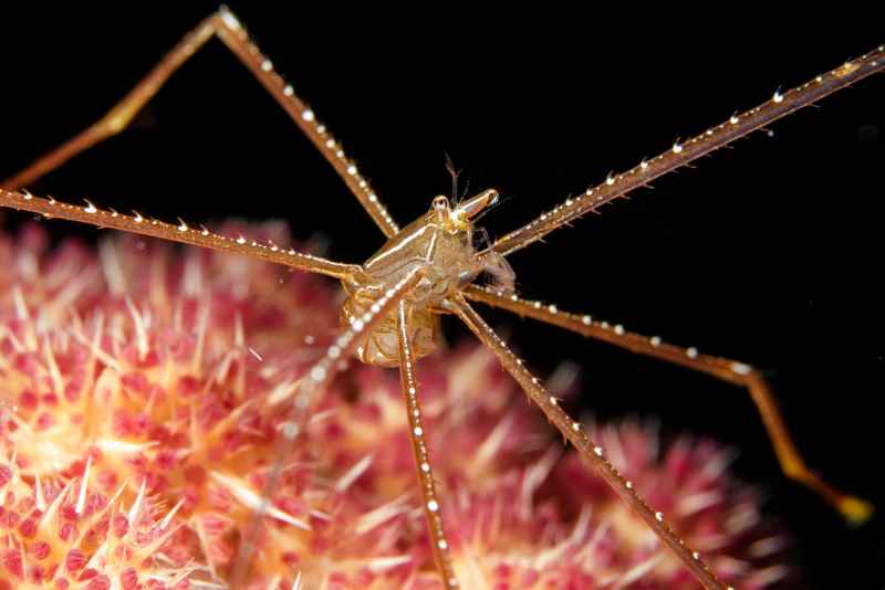 krabbe spider 03
