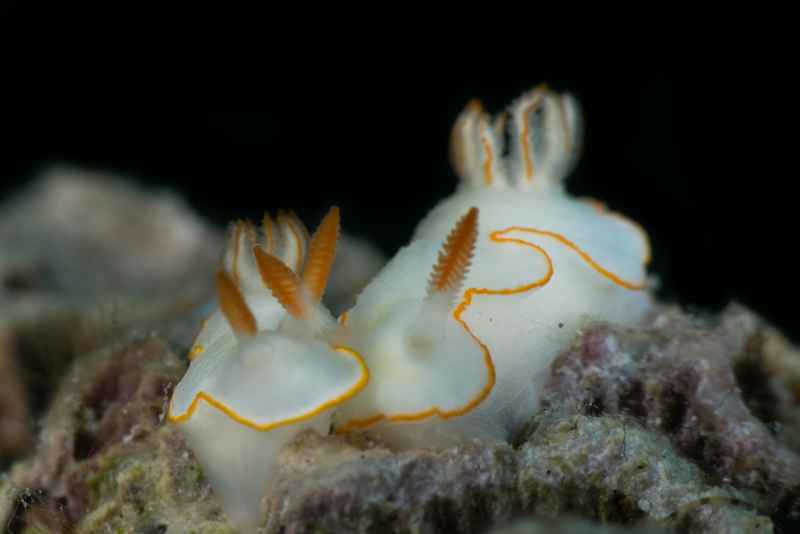 nudi 01