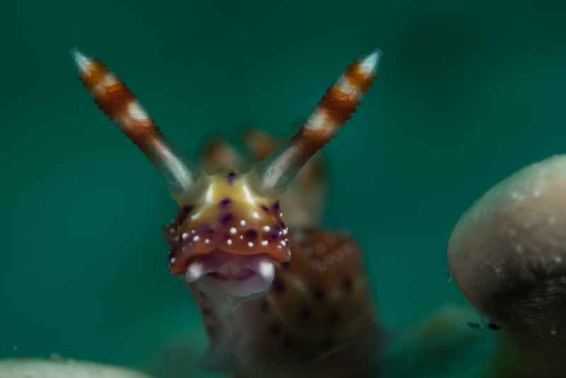 nudi 03