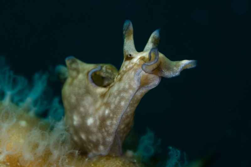 nudi 05