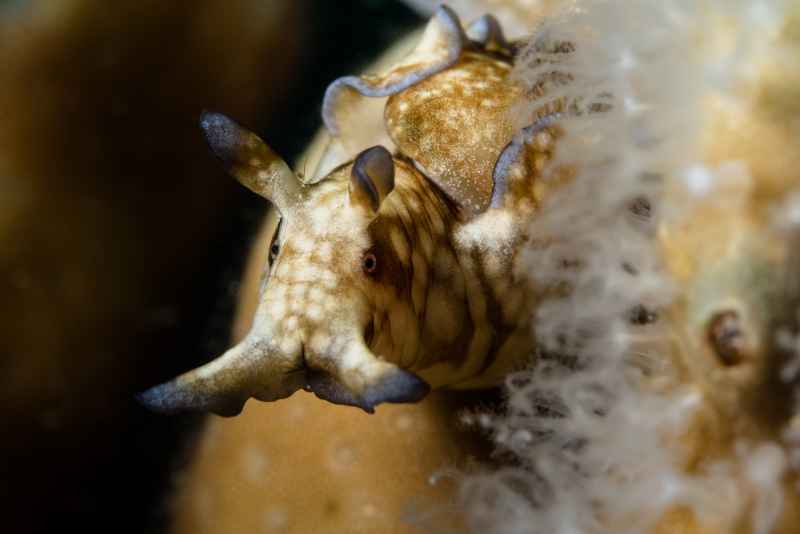 nudi 06