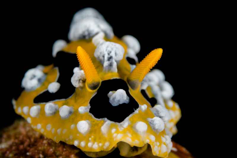 nudi 07