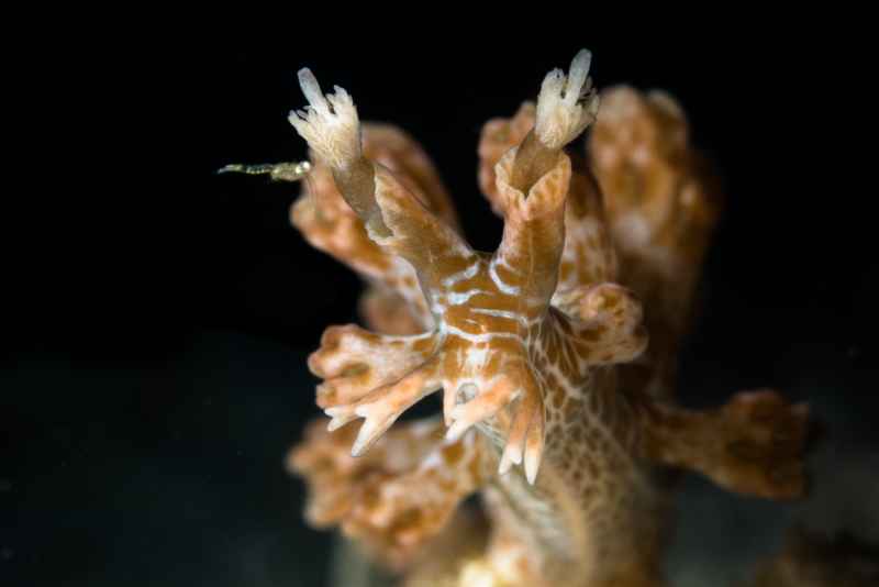 nudi 08