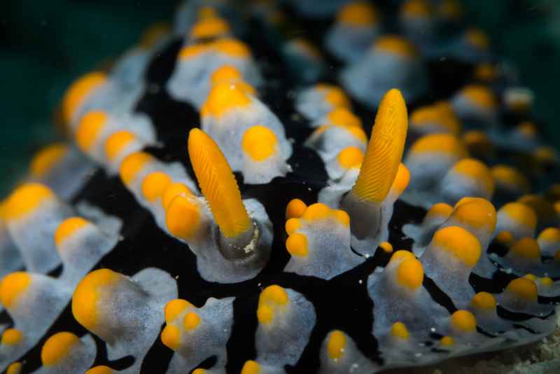 nudi 09