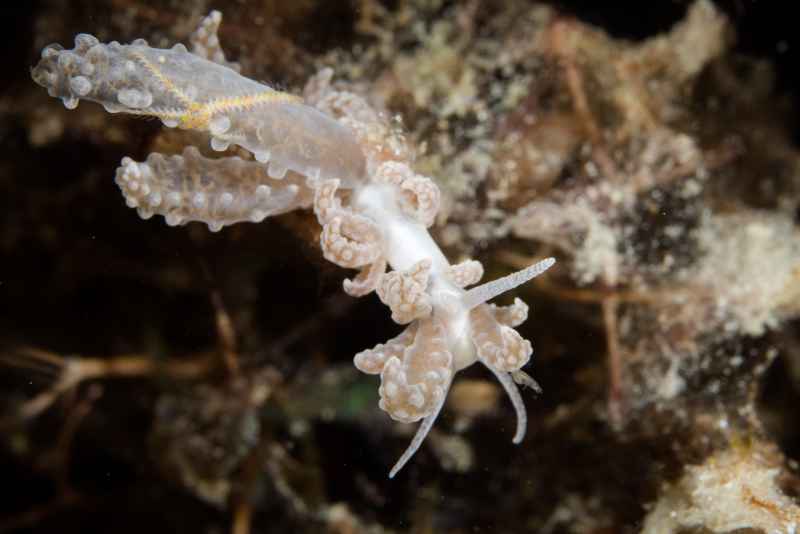 nudi 12