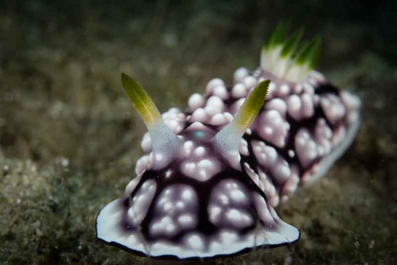 nudi 13