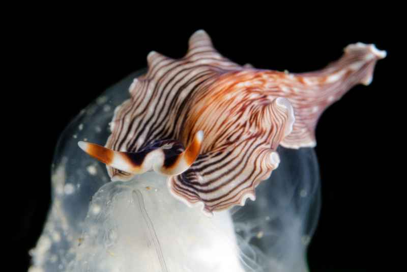 nudi 14