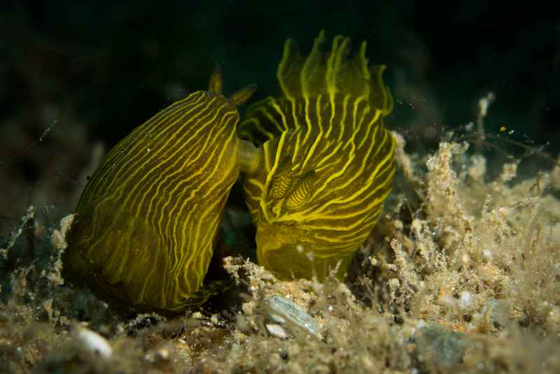 nudi 16