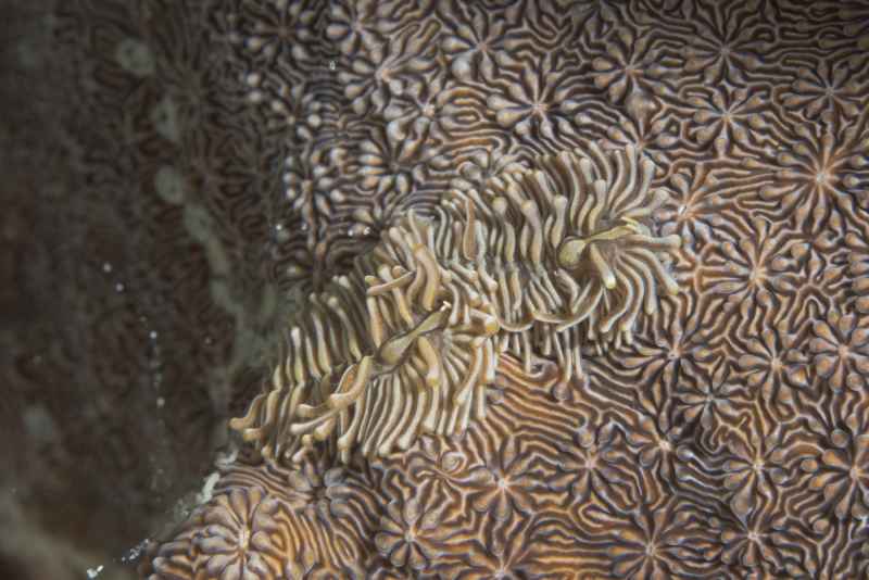 nudibranch tenilla sp83