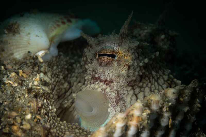 octopus 01