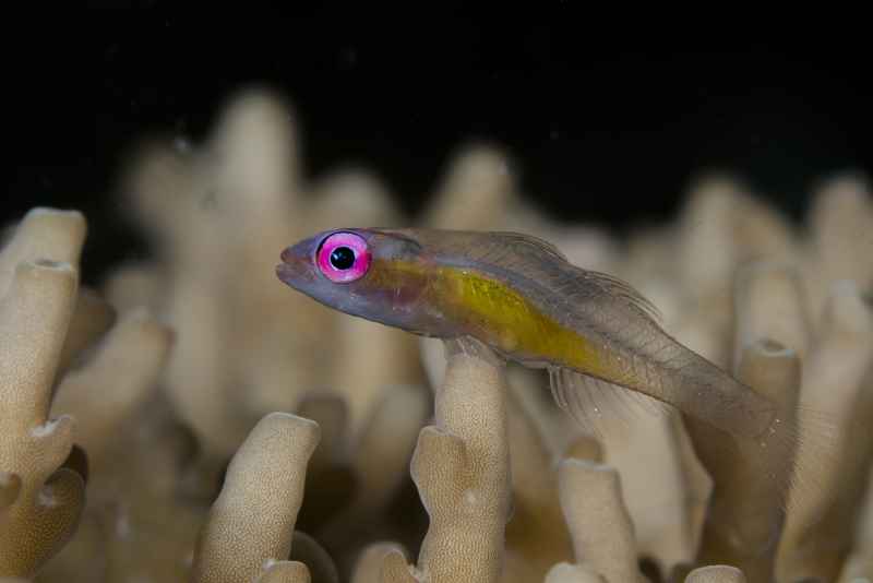 pinkeye goby bryaninops natans03