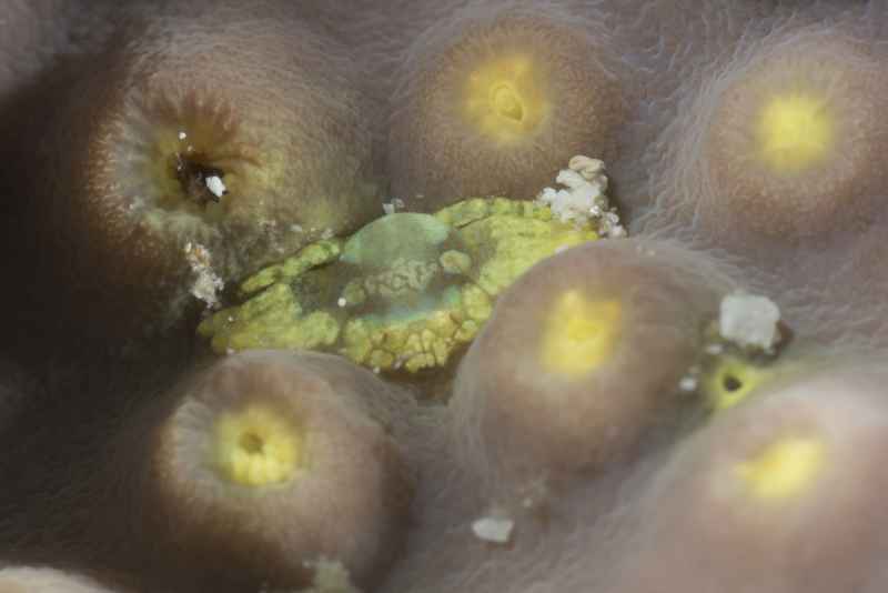 pseudocryptochirus viridis pseudocryptochirus viridis