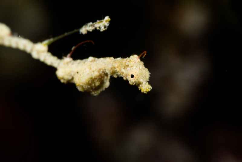seadragon 04