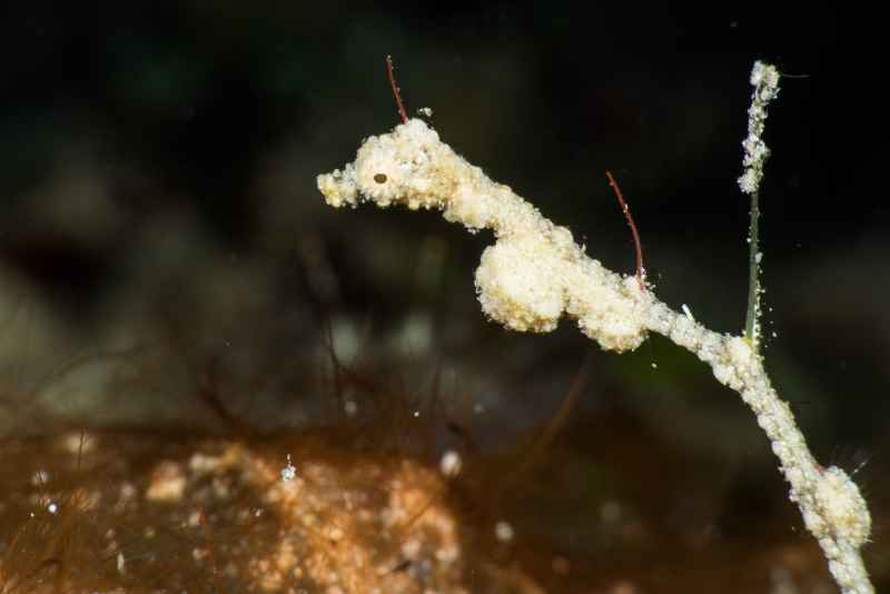 seadragon 06