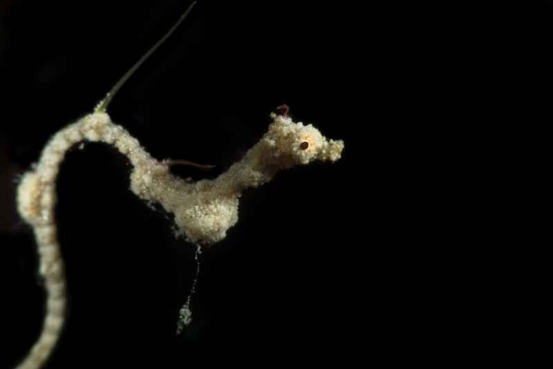 seadragon 08