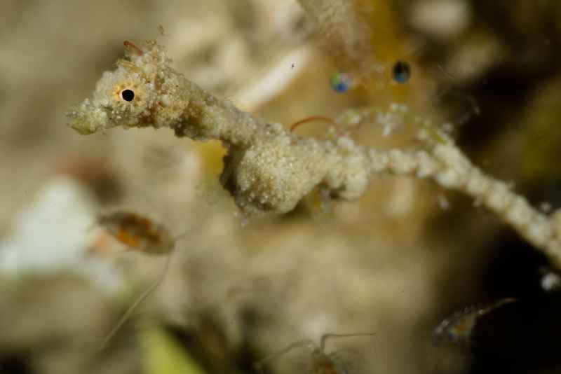 seadragon 10