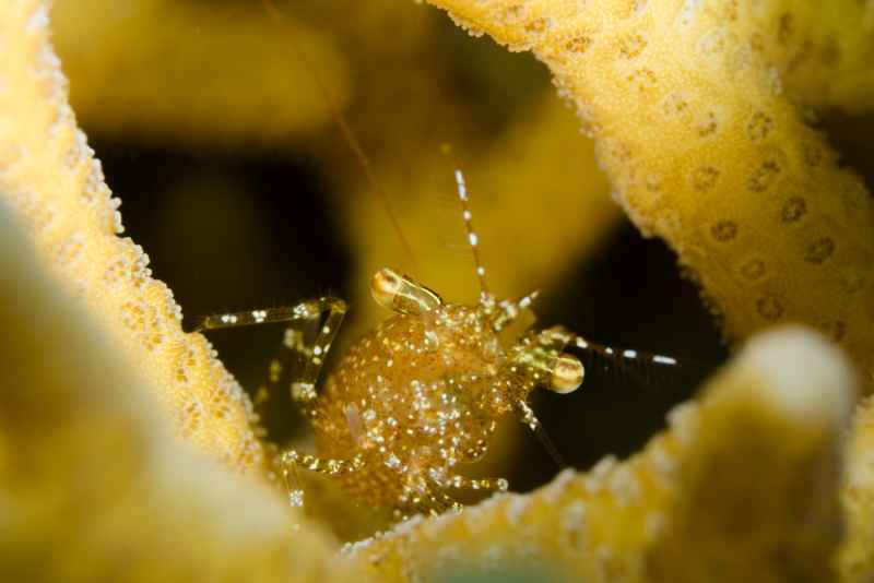 shrimp 01