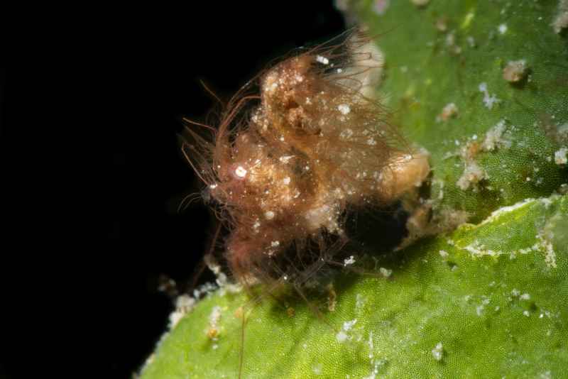 shrimp hairy 01