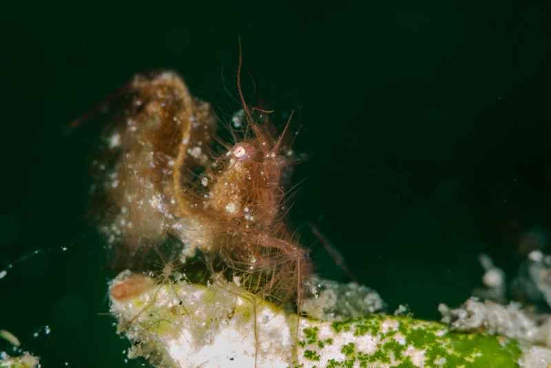 shrimp hairy 02