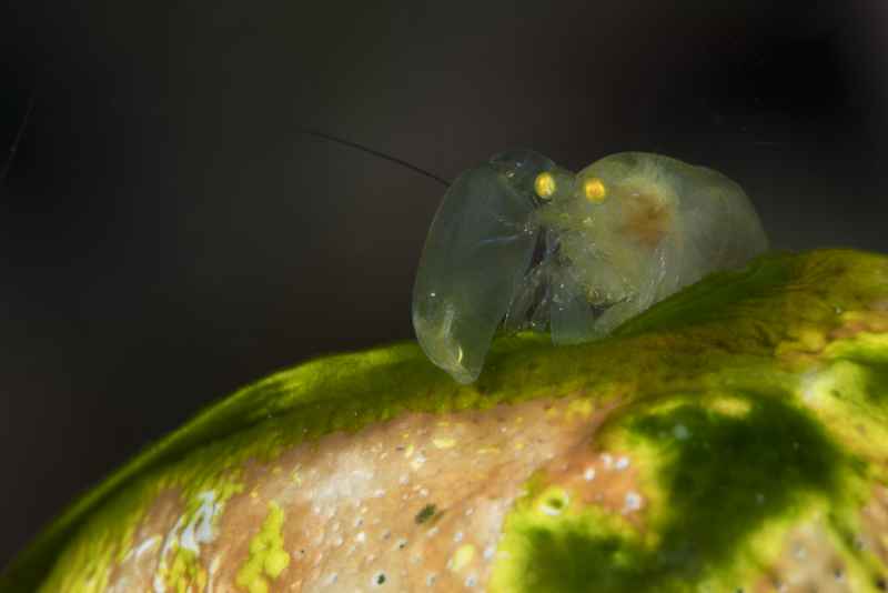 snapping shrimp synalpheus neomeris