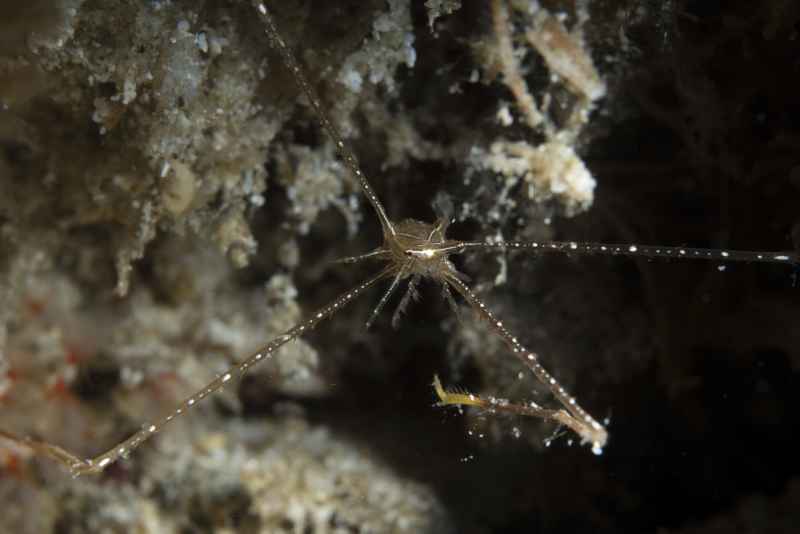 spider squatlobster chirostylus sandyi