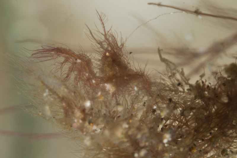 algea shrimp phycocaris simulans 3
