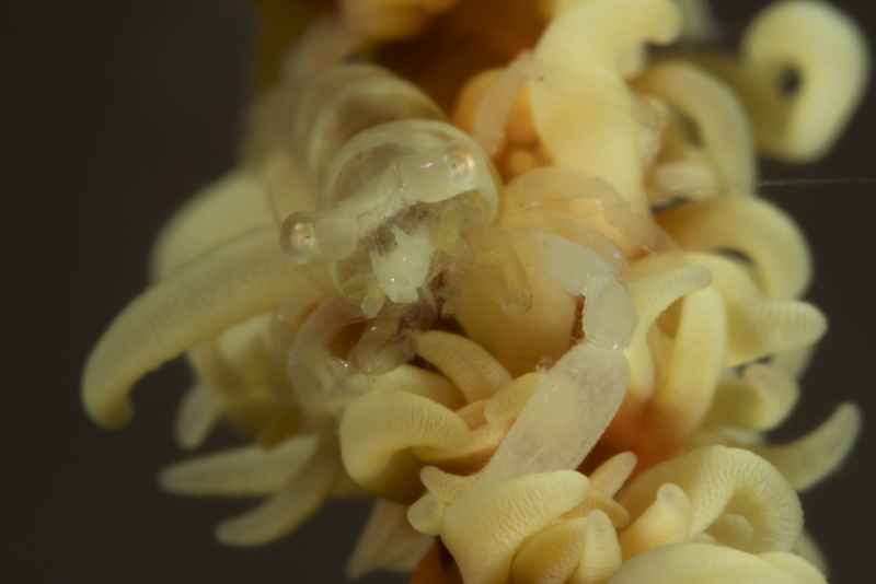ankers whip coral shrimp pontonides ankeri 3