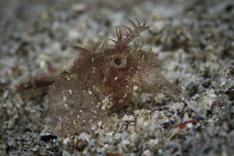 baby ambon scorpionfish pteroidichthys amboinensis