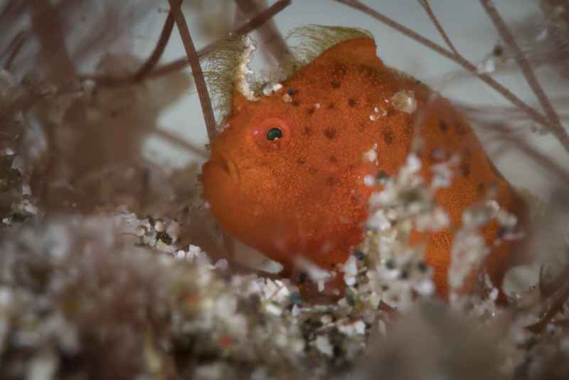 baby painted frogfish antennarius pictus01 2