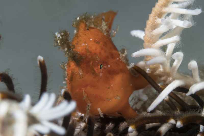 baby painted frogfish antennarius pictus02 2