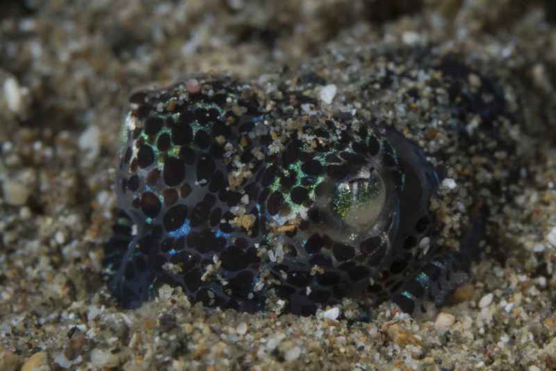 berrys bobtail squid euprymna berryi 2