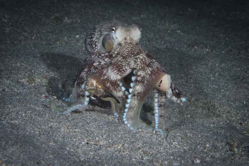 coconut octopus amphioctopus marginatus 6