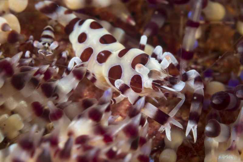 coleman shrimp periclimenes colemani01 2
