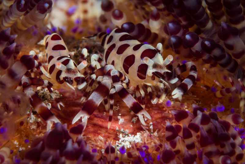 coleman shrimp periclimenes colemani02