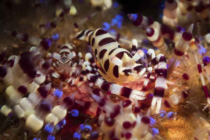 coleman shrimp periclimenes colemani03