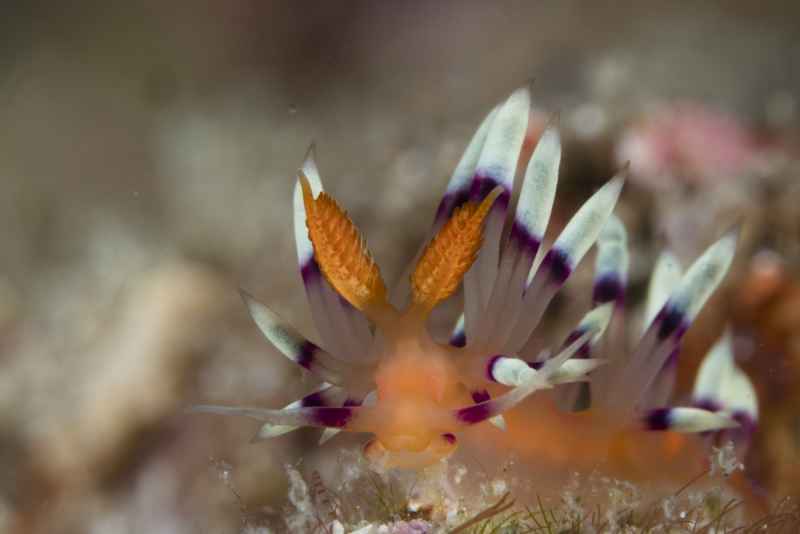 desirable flabellina flabellina exoptata