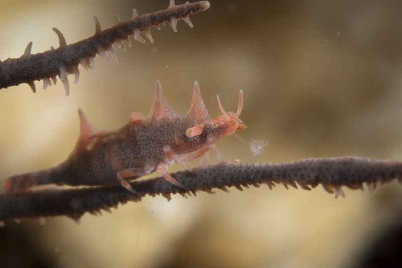 dragon shrimp miropandalus hardingi 3
