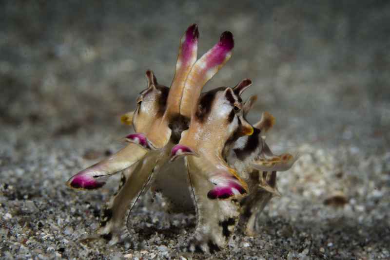 flamboyant cuttelfish metasepia pfeffri