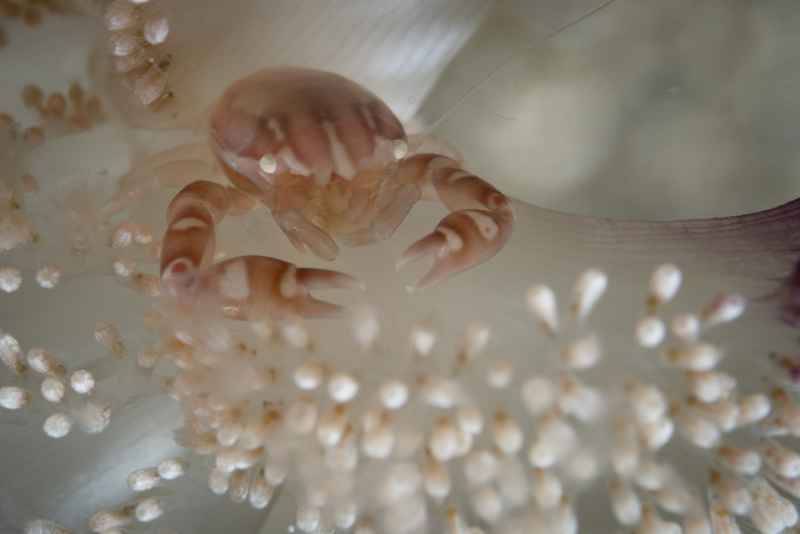 four lobed porcelain crab lissoporcellana qudrilobata 2