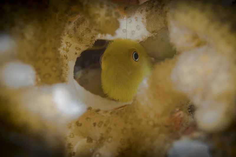 golden coralgoby paragobiodon xanthosoma01