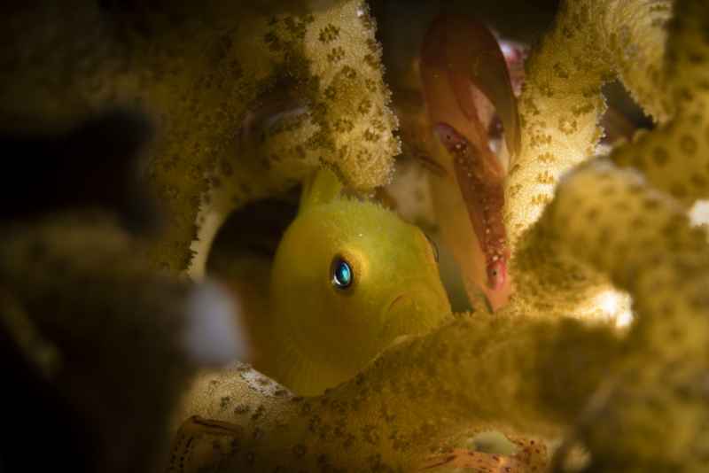 golden coralgoby paragobiodon xanthosoma02