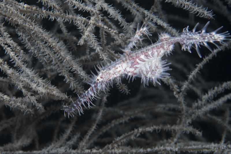 harlequin ghost pipefish solenostomus paradoxus 4