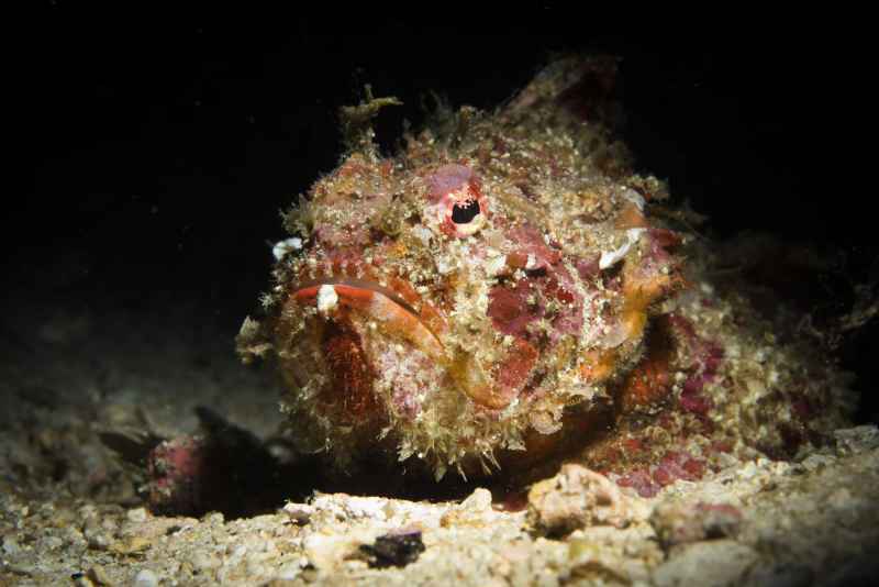 humpbacked scorpionfish scorpaenopsis gibbosa