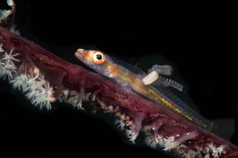 large whip goby with parasite bryaninops amplus