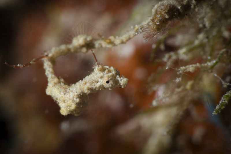 lembeh sea dragon kyonemichthys rumengani 2