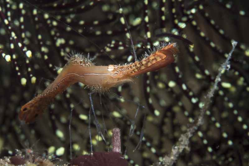 long nose rock shrimp leander plumosus 2