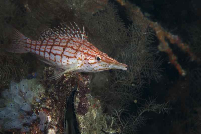 longnose hawkfish oxycirrhites typus01