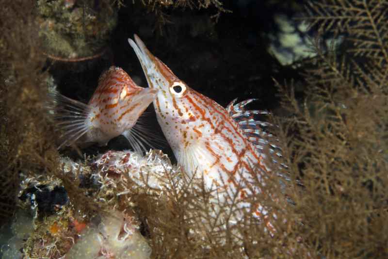 longnose hawkfish oxycirrhites typus02